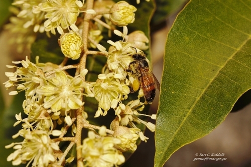 Croton megalocarpus image