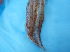 Doryteuthis