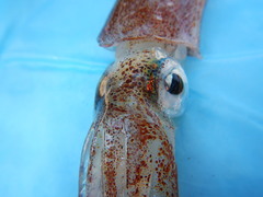 Doryteuthis