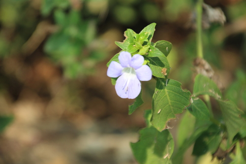 Barleria ventricosa, photograph 3