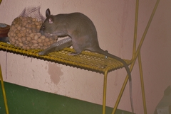 Cricetomys gambianus