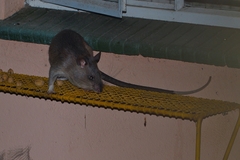 Cricetomys gambianus