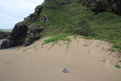 Ipomoea pes-caprae brasiliensis