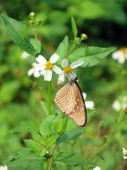 Euploea mulciber barsine