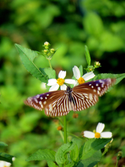 Euploea mulciber barsine