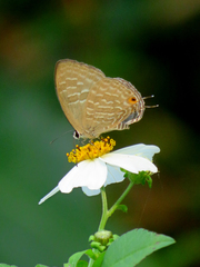 Jamides alecto dromicus