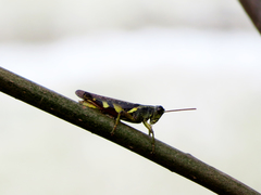 Xenocatantops brachycerus