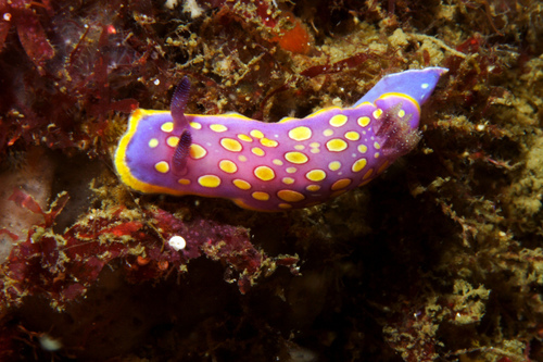 Felimida luteorosea