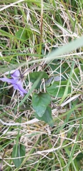 Viola canina