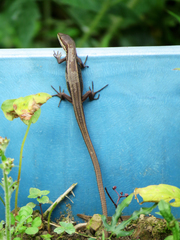 Takydromus viridipunctatus