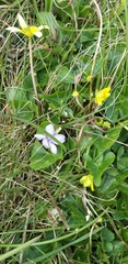 Viola canina