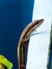 Takydromus viridipunctatus