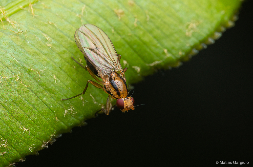 Apiochaeta tincticornis