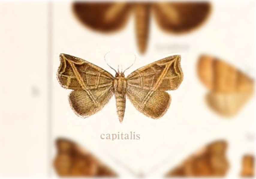 Isogona capitalis
