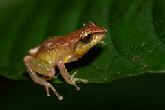 Colonia Robber Frog photo 2