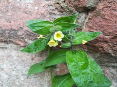 Nonea lutea