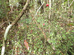 Alseuosmia banksii banksii