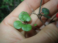 Alseuosmia banksii banksii