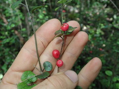 Alseuosmia banksii banksii