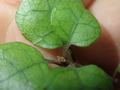 Alseuosmia banksii banksii