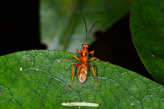 Degithina
