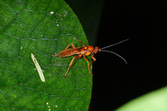 Degithina