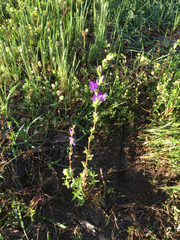 Triodanis perfoliata