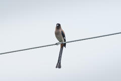 Dendrocitta formosae formosae