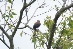 Dendrocitta formosae formosae
