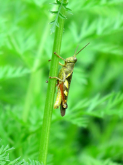 Xenocatantops brachycerus