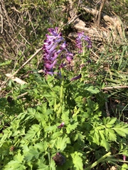 Corydalis