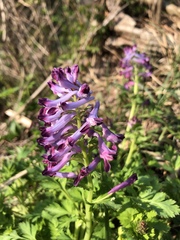 Corydalis