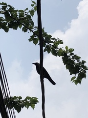 Corvus splendens