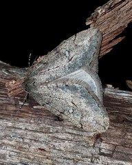 Paleacrita merriccata