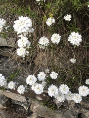 Iberis sempervirens