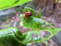 Agomadaranus pardaloides
