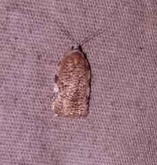 Acleris cervinana