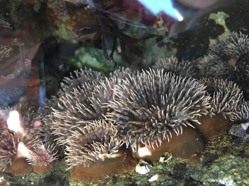 Plumose Anemone, photo 6 of 7