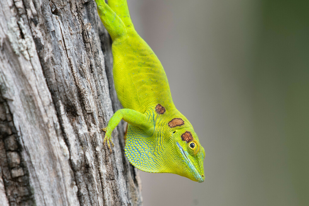 Baoruco Green Anole