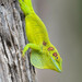 Pedernales Twig Anole - Photo (c) Amiel Hopkins, some rights reserved (CC BY-NC), uploaded by Amiel Hopkins