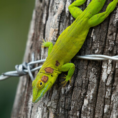 Baoruco Green Anole photo 2