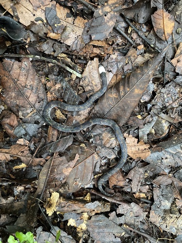 Photo of a Pachacamac Ground Snake (Atractus snethlageae)