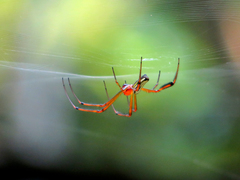 Leucauge wulingensis