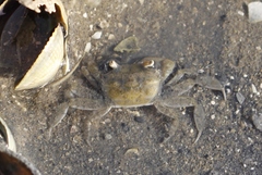 Hemiplax hirtipes