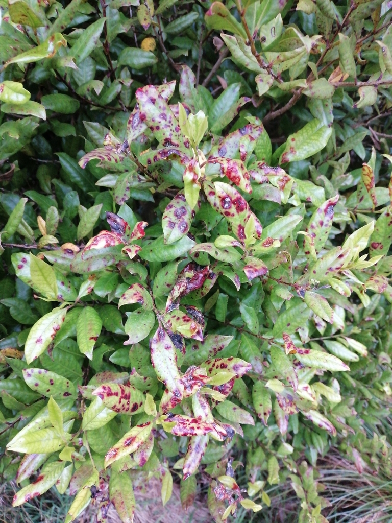 Myrtle Rust from Paraparaumu, New Zealand on January 25, 2024 at 07:06 ...