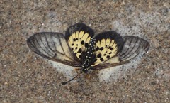 Acraea igola