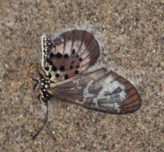Acraea igola