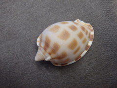 Phalium areola