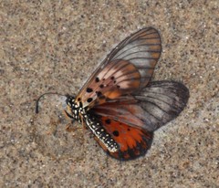Acraea igola