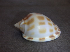 Phalium areola